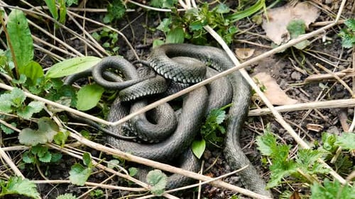 Snake