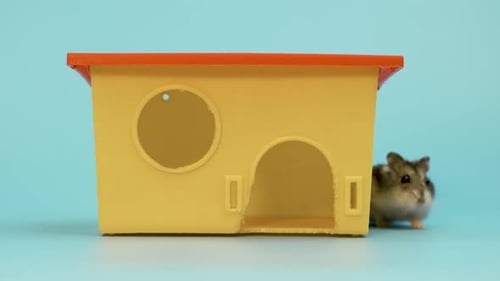 Hamster Standing by its House in Studio