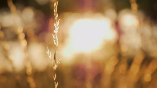 Close up view of grass