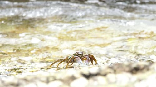 Crabs on the Rock at the Beach