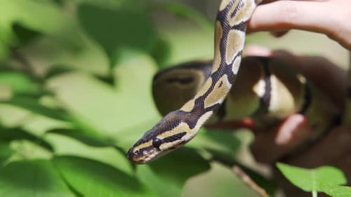 Primer plano de un hombre sostiene una serpiente en sus manos