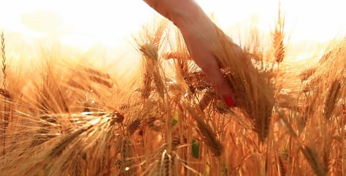 Hands and Barley