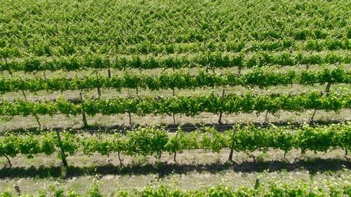 Vineyards