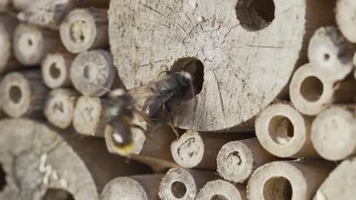 Wild Bees at Insect House in Slow Motion