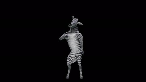 Funny Dancing Zebra Character with Alpha Channel Animation