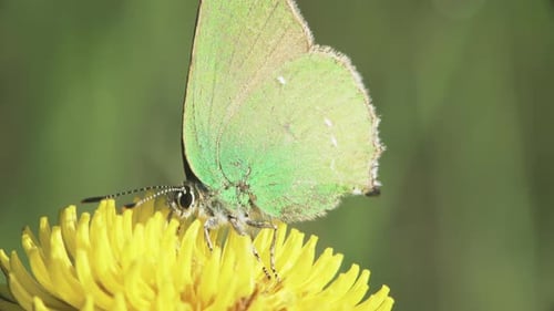 Green Butterfly Resting on a Yellow Flower
