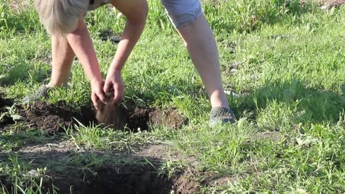 Woman Planting a Young Juicy Green Plant of a Grape Vine in a Hole on a Grape Plantation