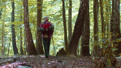 Rear View of Senior Caucasian Grandfather Man Tourist Walking in Forest with Sticks on Sunny Day