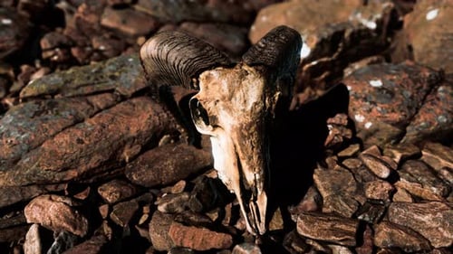 Ram Skull on Desert Rocks