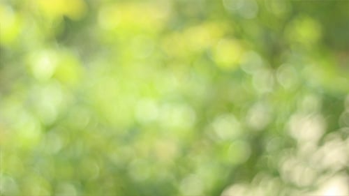 Green Light Bokeh