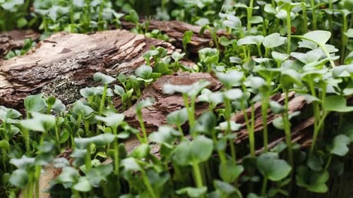 Growing Plants in Spring Timelapse, Sprouts Germination in Greenhouse, Forest