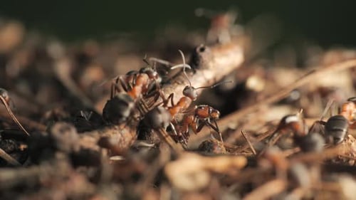 The Work and Life of Ants in an Anthill