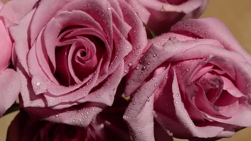 Immer noch Nahaufnahme von Soft Pink Roses Bouquet mit Wassertropfen. Sonnig drinnen