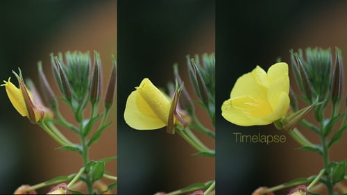 Blumenblüten-Zeitraffer