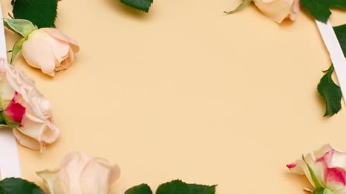 De petites fleurs blanches et roses d'une rose avec de jeunes feuilles vertes reposent autour d'un cadre vide blanc