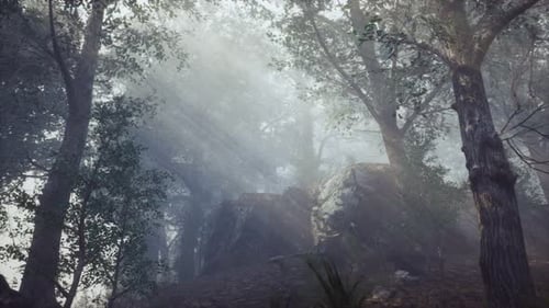 Forêt en hauteur avec la lumière brillante de la lune