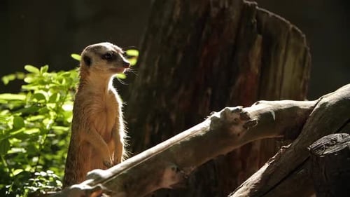Mittlere Aufnahme eines Erdmännchens, das sich umschaut. Das Erdmännchen (Suricata suricatta) oder Suricate ist ein kleiner Mond