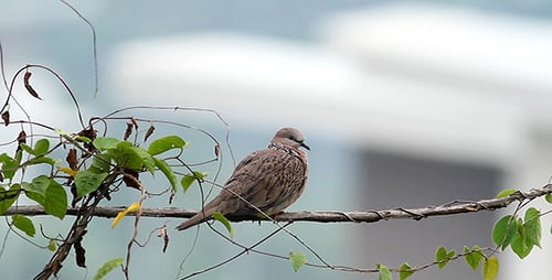 Gefleckte Taube (Spilopelia Chinensis)