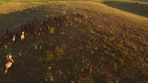 Horses Galloping Across Grassy Field at Sunrise