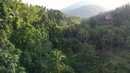 Aerial View of Lush Green Tropical Forest Landscape