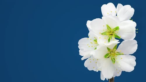 Time Lapse of White Flowers Blooming on Blue