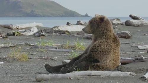 Bear sitting on beach