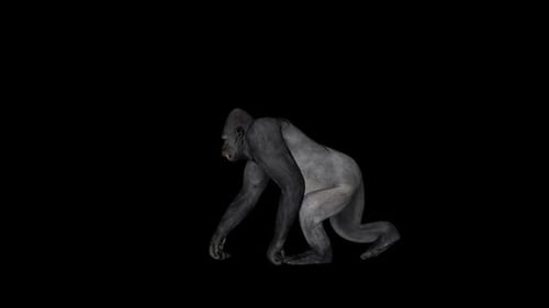 Alter Gorilla Walking