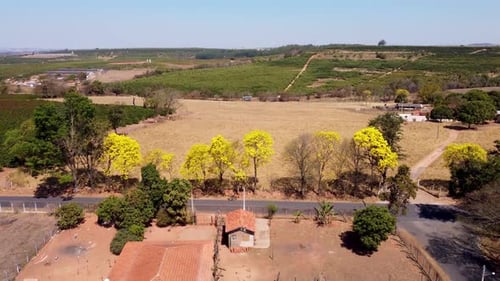 Aerial View of Farmland and Yellow Trees