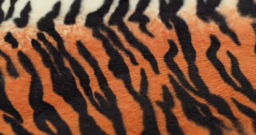 Tiger Fur Fabric Closeup