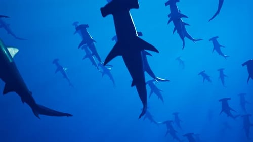 Animation of a large group of hammerhead sharks slowly swimming in the ocean.