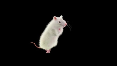 Dancing White Rat Animation on Black Screen