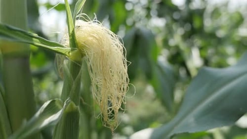 Green Zea mays field organic young plants 4K 2160p 30fps UltraHD footage - Farming green corn plan