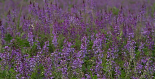 Blue Flowers