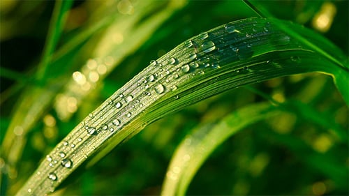 Water Droplets Glisten on a Bright Green Leaf