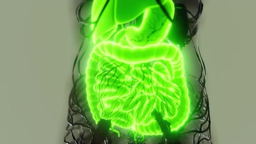 Glowing Human Digestive System Scan 3D Animation