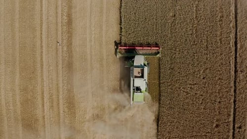 Aerial Drone Top View Harvesting Machine Cutting Down Ripe Wheat Crop Ready To Be Transported