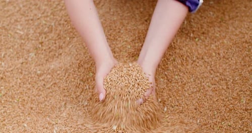 Hands Holding and Releasing Wheat Grain