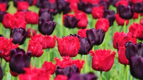 Field of Bright Multi-colored Tulips. Close Up