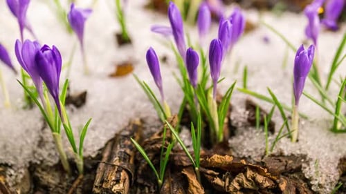 Violet Crocus Flowers Blooming in Snowy Forest Spring Time