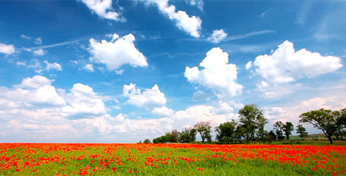 Rote Mohnblumen 4
