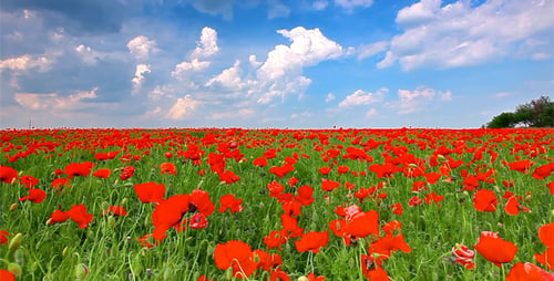 Red Poppies 10