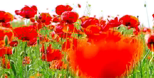 Red Poppy Flowers Blooming in a Green Meadow