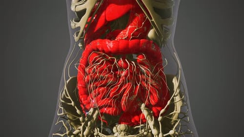 Detailed 3D Medical Scan of Human Internal Organs