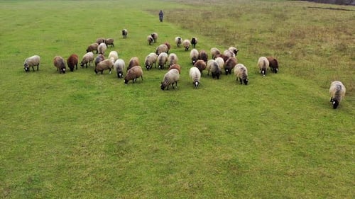 Flock of sheep walking on pasture
