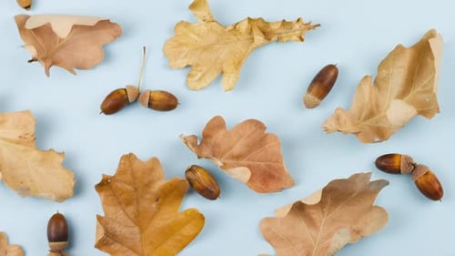 Fall Acorns and Leaves on Light Blue Surface