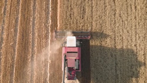 Aerial View Red Harvester Working in the Field. Combine Harvester Agricultural Machine Collecting