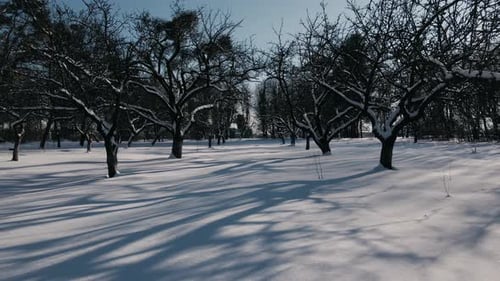 Drone Flight Forward Inside of the Snow Covered Garden Close to Ground and Trees