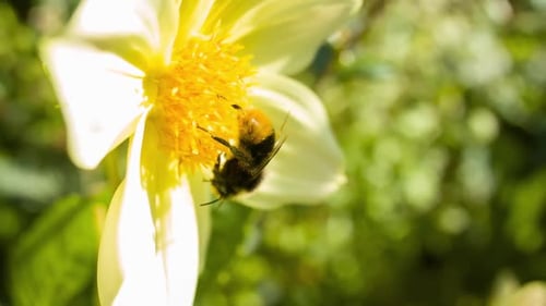 Bumblebee Foraging in a Yellow and White Flower