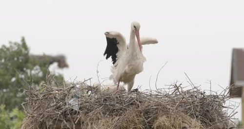 Stork and Chick in Twiggy Nest