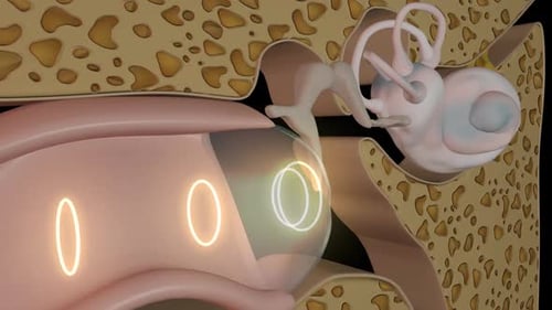 3D Animation of Human Ear Anatomy and Sound Wave Transmission